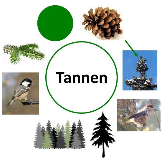 tannen